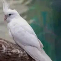 دو عدد عروس هلندی گم شده ( فرار کردند)
