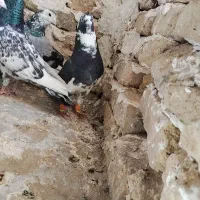 کفتر مفت مجانی
