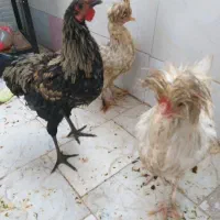 مرغ و خروس