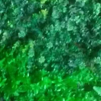 ساکولنت مصنوعی تیکه ای پرپشت  برای دورباغچه و....