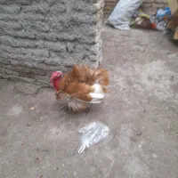 بوقلمون نر کاملا اورگانیک
