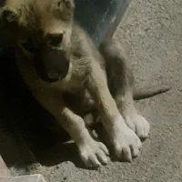 سگ نگهبان حدود ۴ ماهه