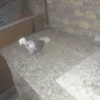 کفتر|پرنده|نیشابور, ابراهیمی|دیوار