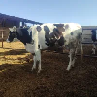 1راس گاو گوساله نر