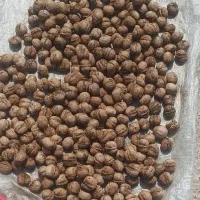 گردو فروشی
