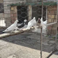کبوتر نر و ماده
