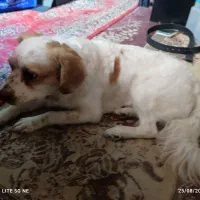 سگ نر اشپیتز