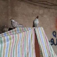 کبوتر گرگی
