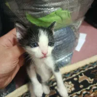 واگذاری رایگان چهار عدد بچه گربه
