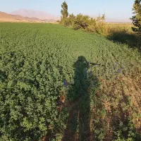 یونجه تمیز بدون علف هرز چین اول