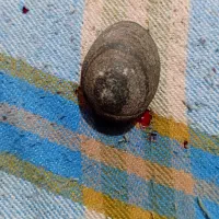 شهاب سنگ الماسی