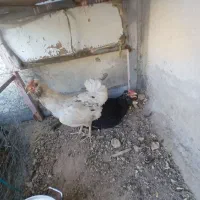 مرغ