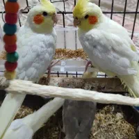 پرندگان