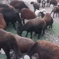 میش‌وبره‌افشاری