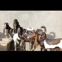 ۵تابزپاکستانی کامورایی وارداتی اصیل زاییده وآبستن