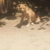 توله سگ سرابی ۳ماهه