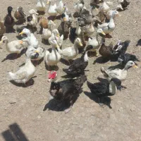 فروش  اردک محلی