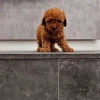 توله تاینی توی پودل