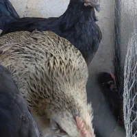 نیمچه مرندی ریش، پا پر