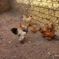 مرغ برهما|حیوانات مزرعه|اردکان, |دیوار