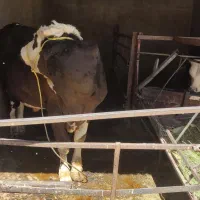گوساله