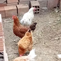 فروش 5 عدد مرغ و خروس محلی