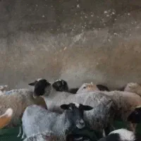 میش رومانف آبستن