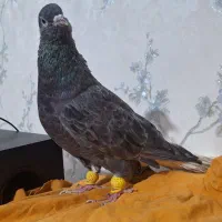 کوهی دمپاک