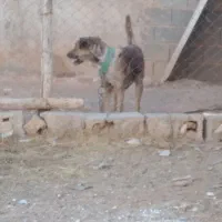 واگذاری سگ نگهبان