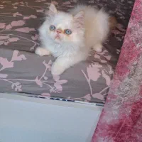 بچه پرشین یه پسر سفید چشم آبی عروسکی گوش صورتی