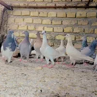رنگی طوقی یزد موقعیت یزد