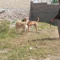 ۶قلاده سگ گله و نگهبان