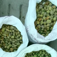 بادام شبرین درجه ۱