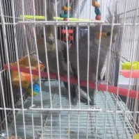 ۳عددعروس هلندی سیامون ۴۵روزه آماده دستی کردن