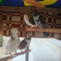 کفتر