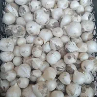 موسیر فروشی داری خبر بده