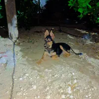 سگ ژرمن