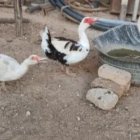 فروش اردک اسراییلی