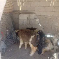 بره