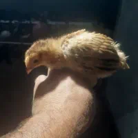 جوجه محلی