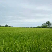 زمین-ساحلی-ایزدشهر