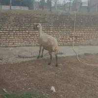 گوسفند