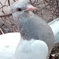 کبوتر گمشده