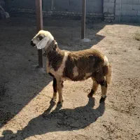 بره نر بروجردی