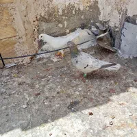 کبوتر|پرنده|خرمدشت, |دیوار