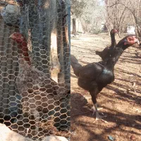 مرغ لاری