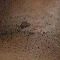 رفع قطعی و ریشه ای زگیل
