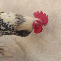 خروس و مرغ