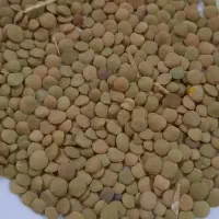 عدس درشت|خوردنی و آشامیدنی|قم, شهرک فاطمیه|دیوار