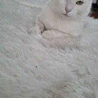 گربه سفید پشمالو